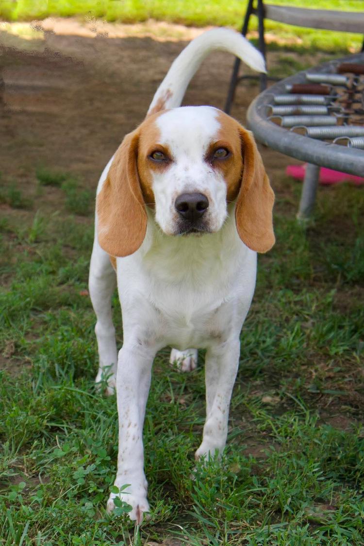 Gilley, Adopted, Adult Male Beagle.
