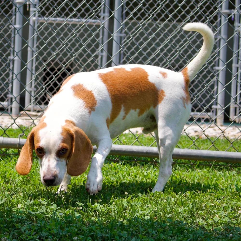 Enlarge Gilley, a Adopted Beagle in Godfrey, IL image 3/5