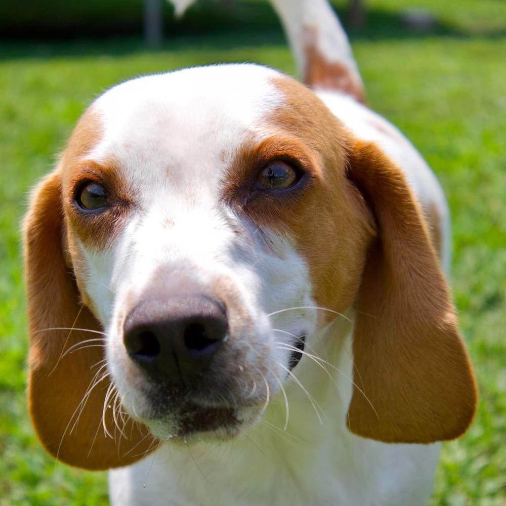Enlarge Gilley, a Adopted Beagle in Godfrey, IL image 4/5