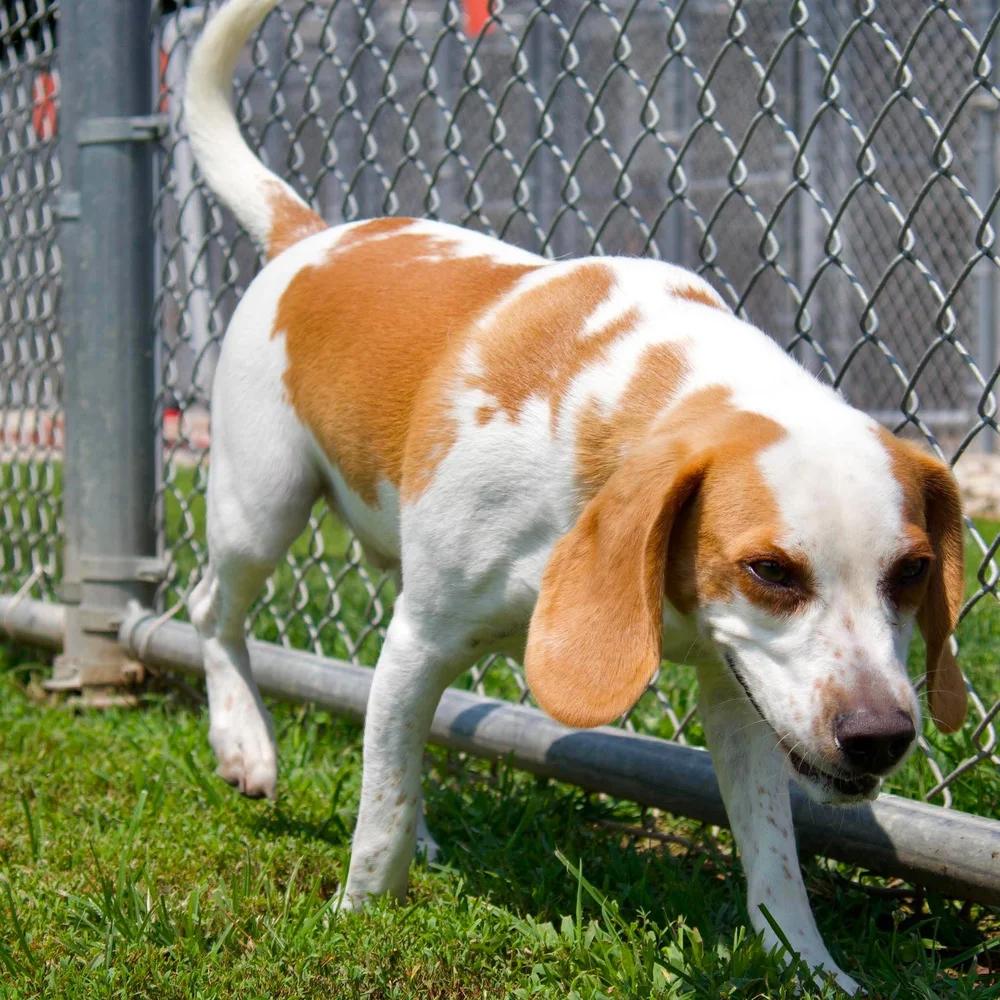 Enlarge Gilley, a Adopted Beagle in Godfrey, IL image 5/5