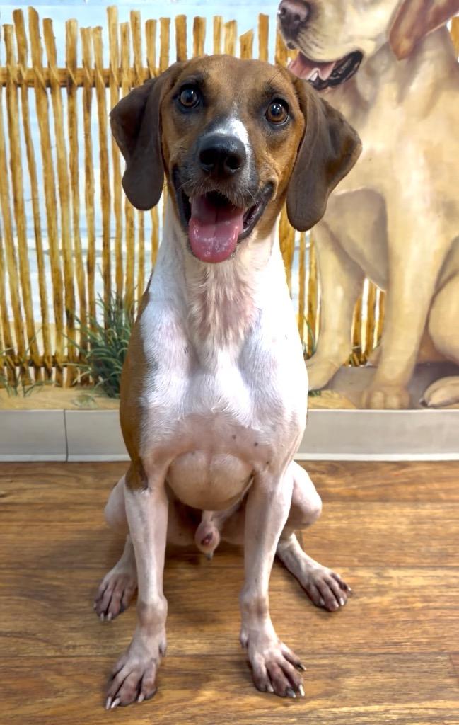 Finnley, Adoptable, Young Male Mixed Breed.