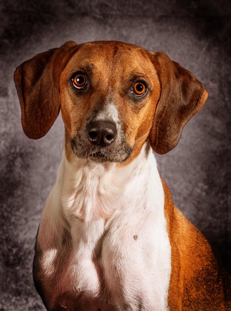 Finnley, a Adoptable Mixed Breed in Ocala, FL image 2/3