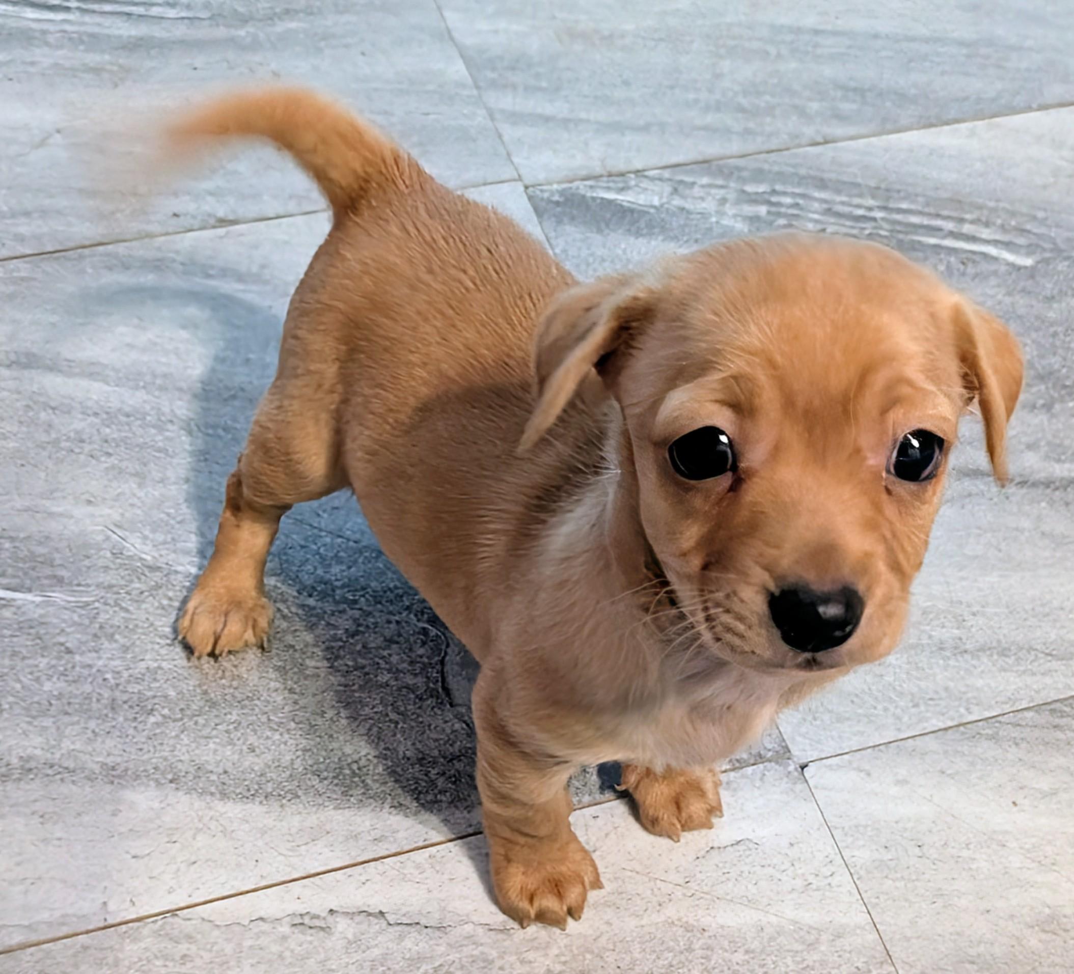 Watson , ADOPTABLE, Puppy Male Chihuahua.