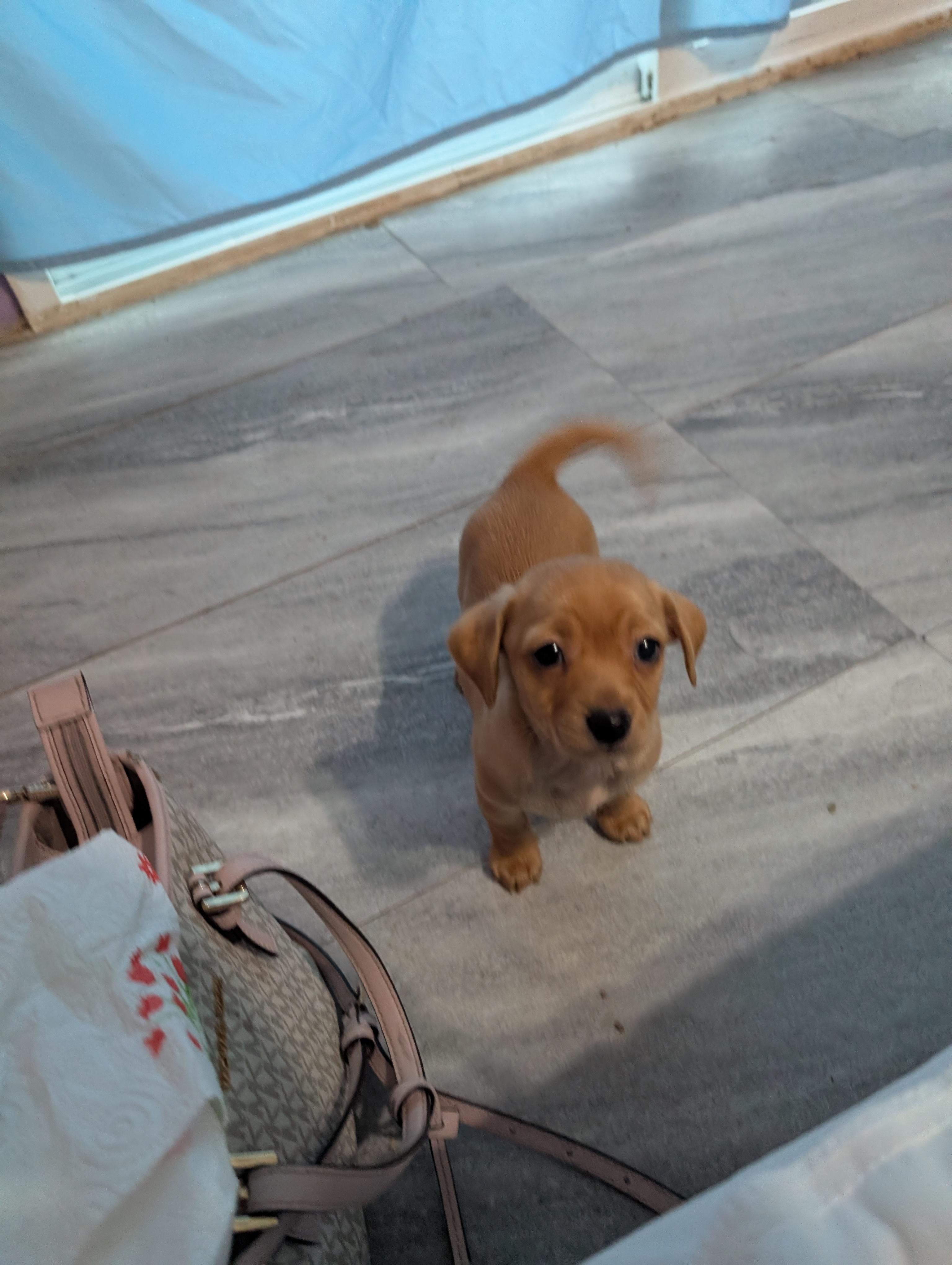 Enlarge Watson , a ADOPTABLE Chihuahua in Saint David, AZ image 5/5