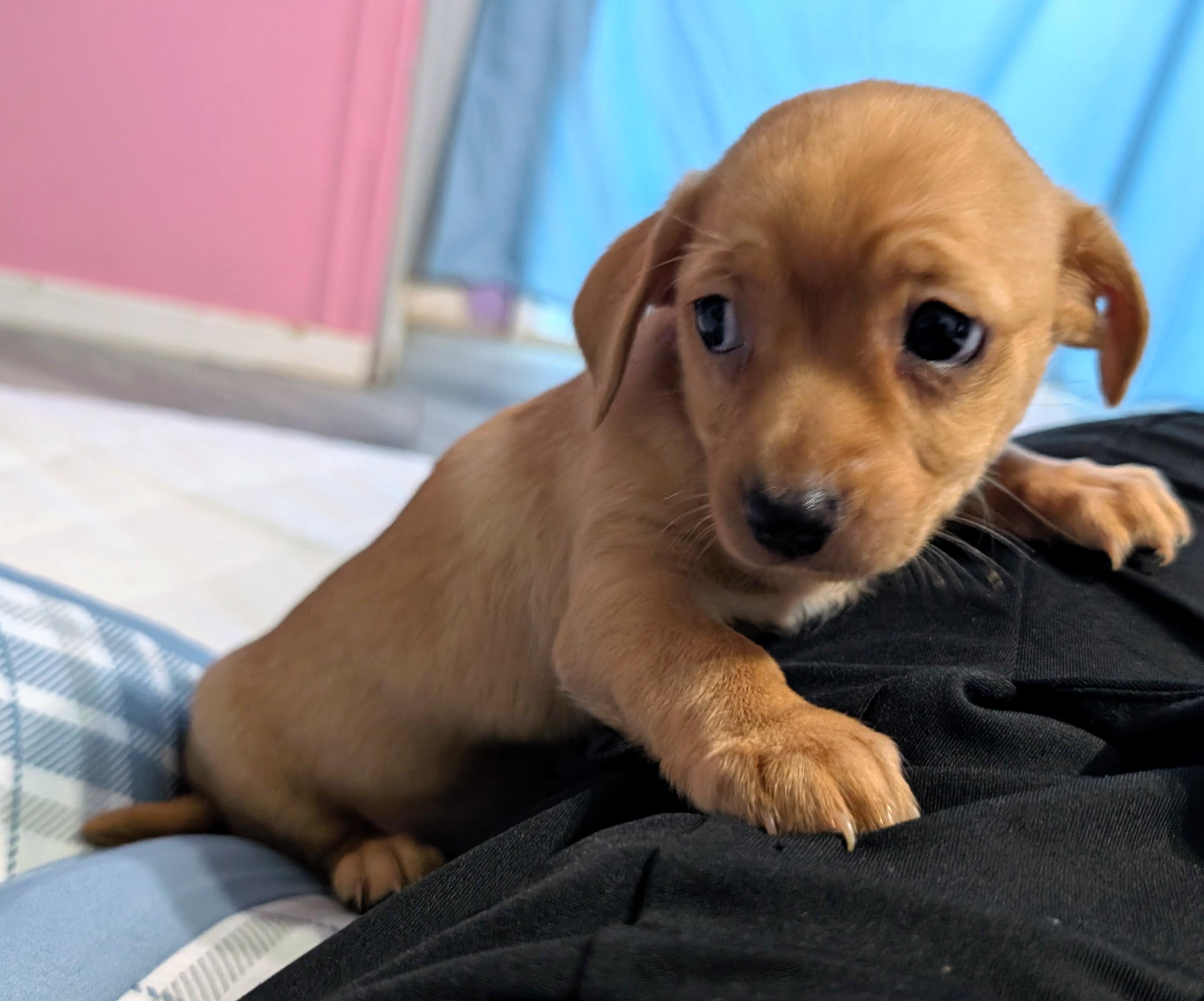 Enlarge Watson , a ADOPTABLE Chihuahua in Saint David, AZ image 2/5