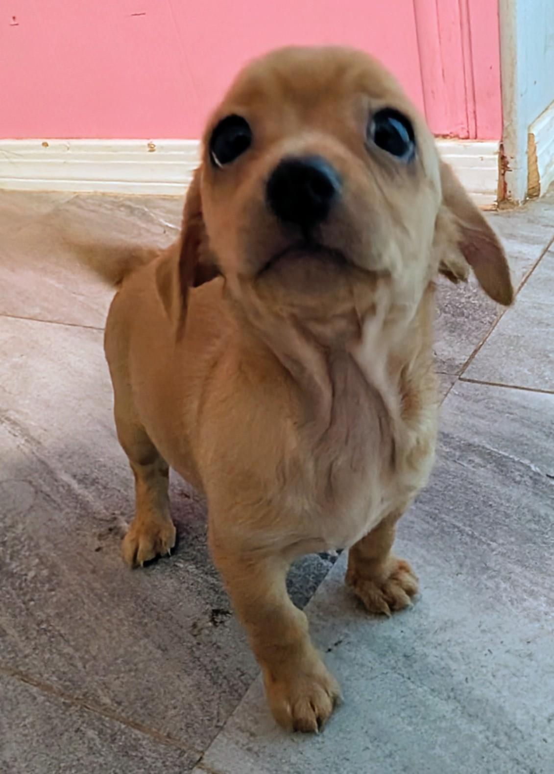 Enlarge Watson , a ADOPTABLE Chihuahua in Saint David, AZ image 3/5