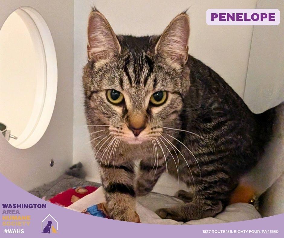 Enlarge Penelope, a ADOPTABLE mixed breed in Eighty Four, PA image 1/1