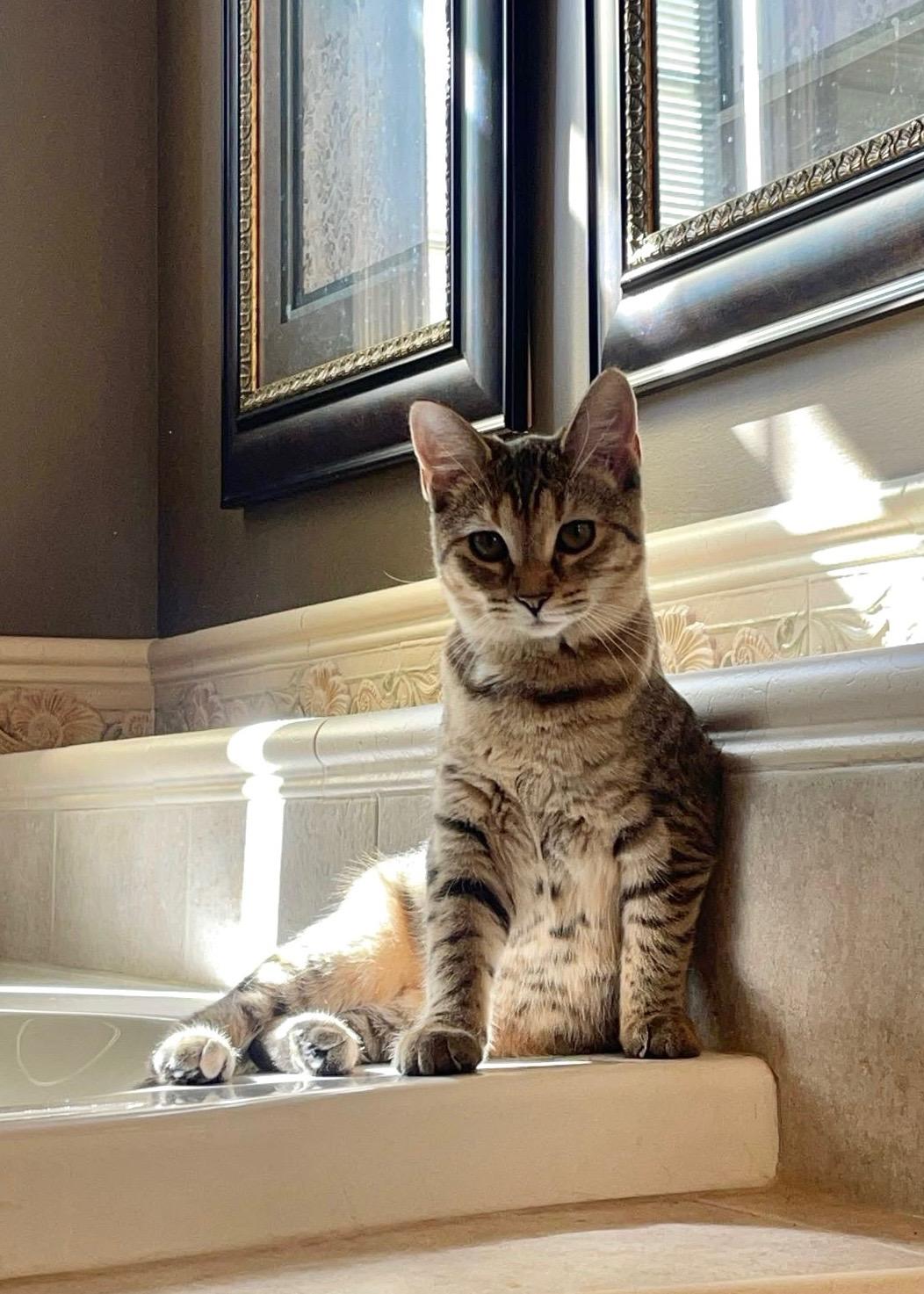 Enlarge Salsa, a Adoptable Tabby in Murray, KY image 2/6