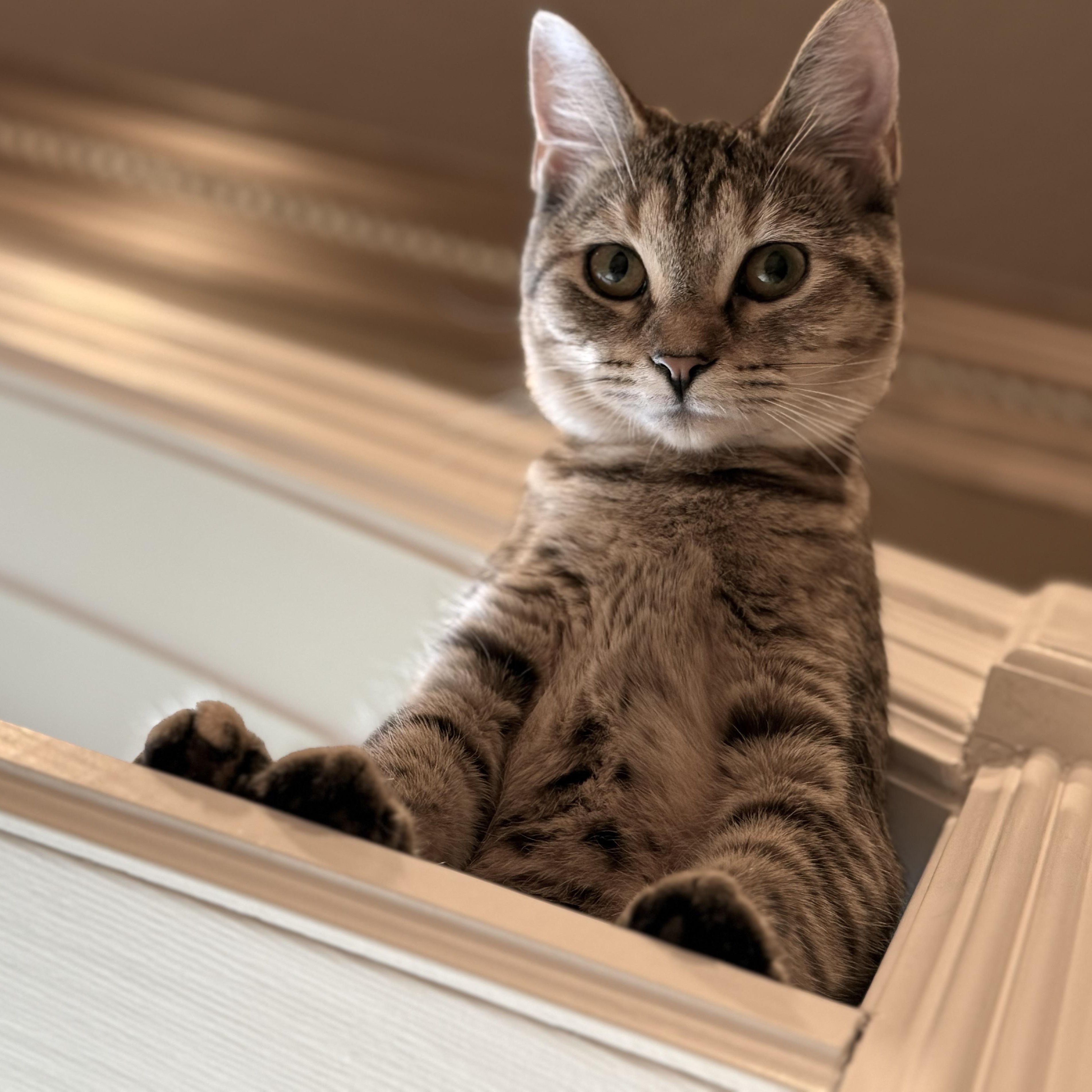 Enlarge Salsa, a Adoptable Tabby in Murray, KY image 3/6