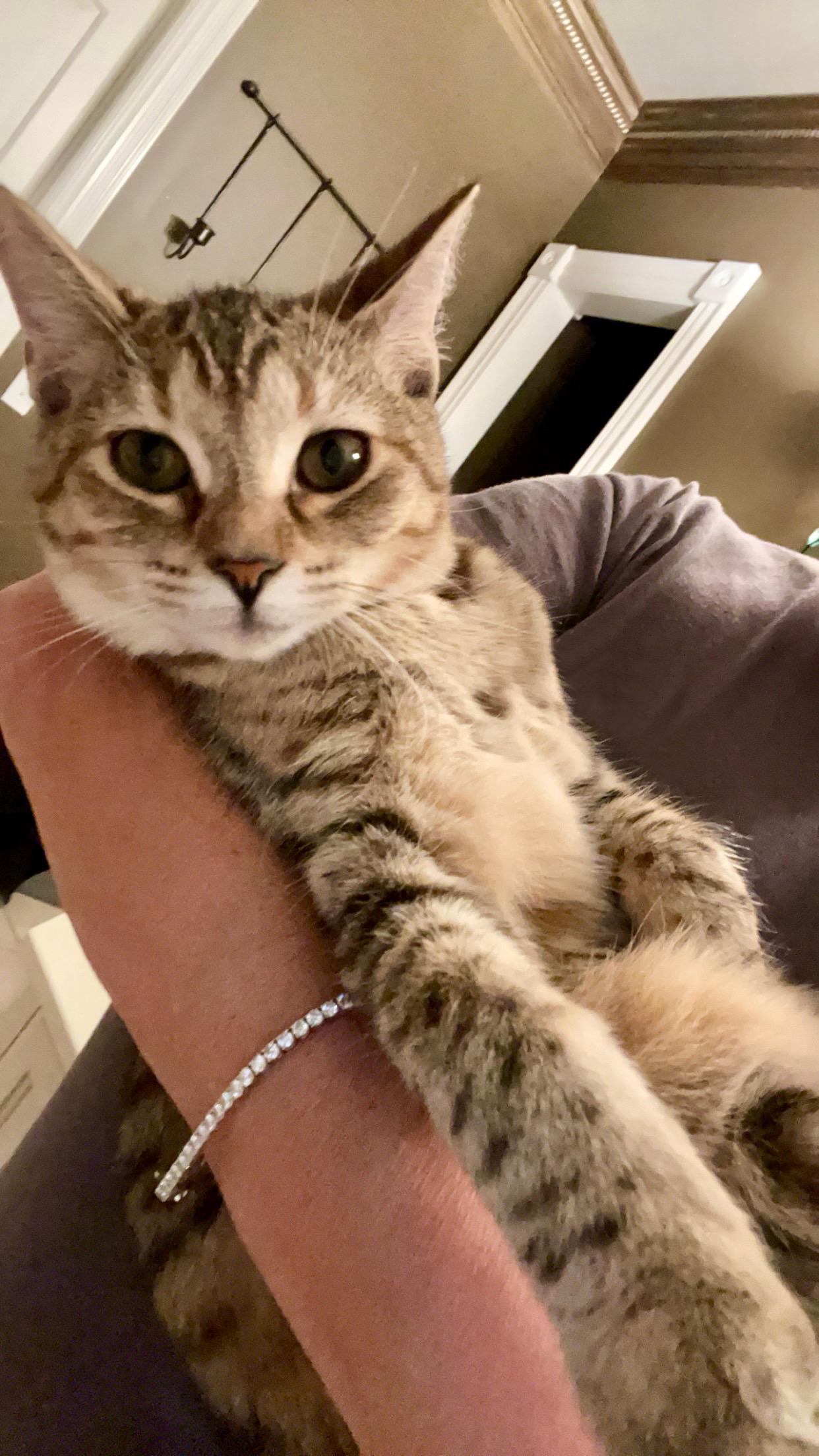 Enlarge Salsa, a Adoptable Tabby in Murray, KY image 4/6