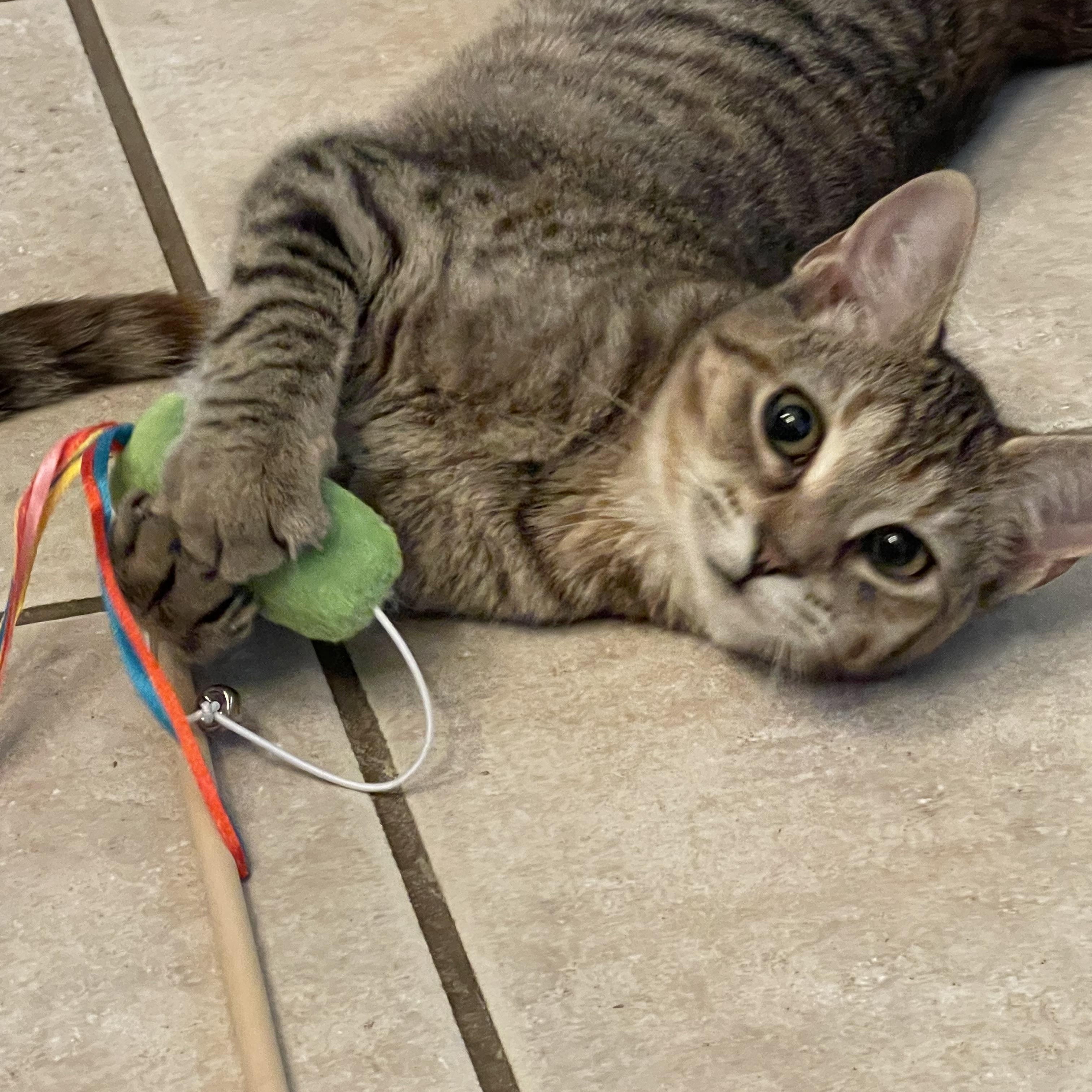 Enlarge Salsa, a Adoptable Tabby in Murray, KY image 5/6