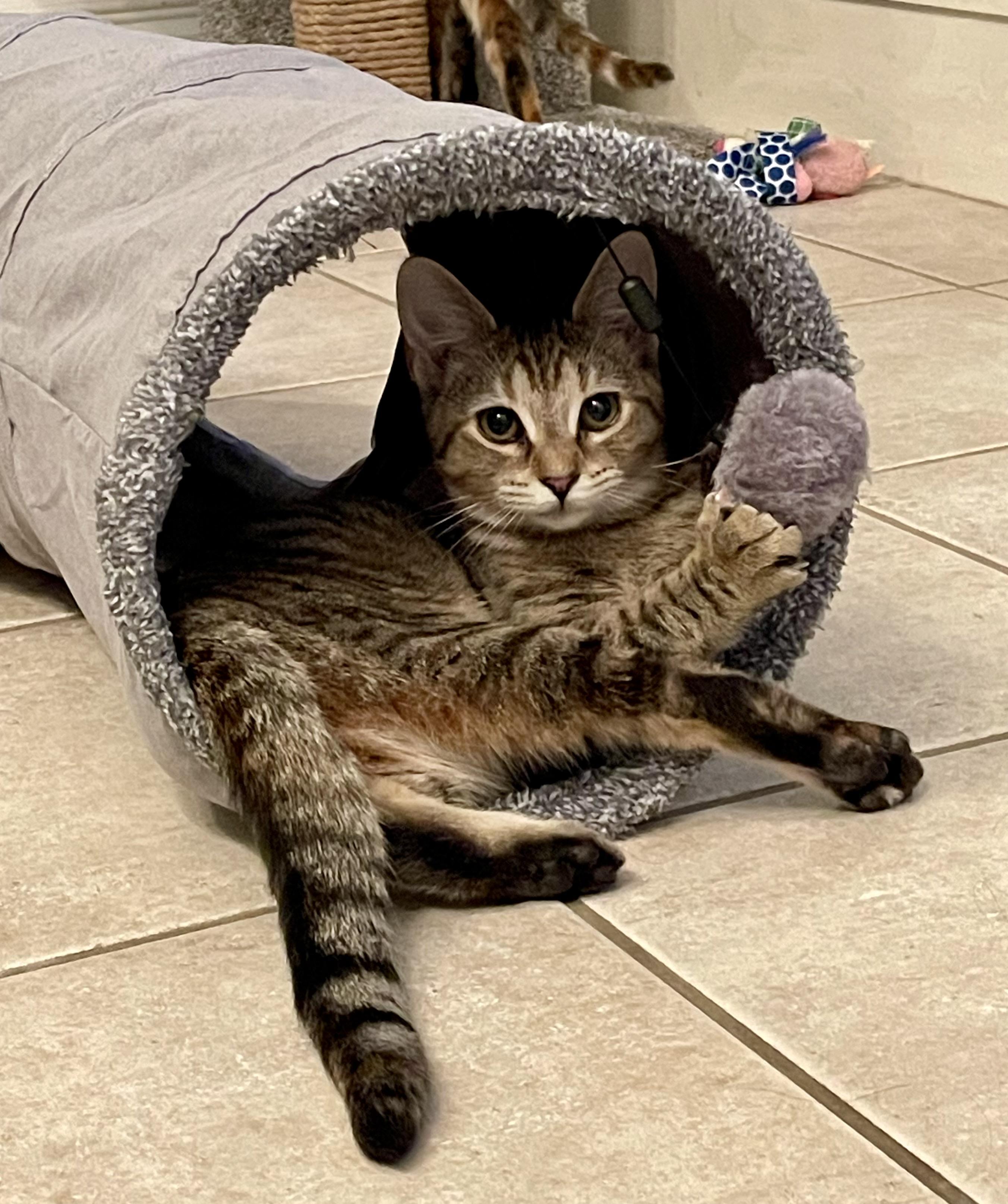 Enlarge Salsa, a Adoptable Tabby in Murray, KY image 1/6