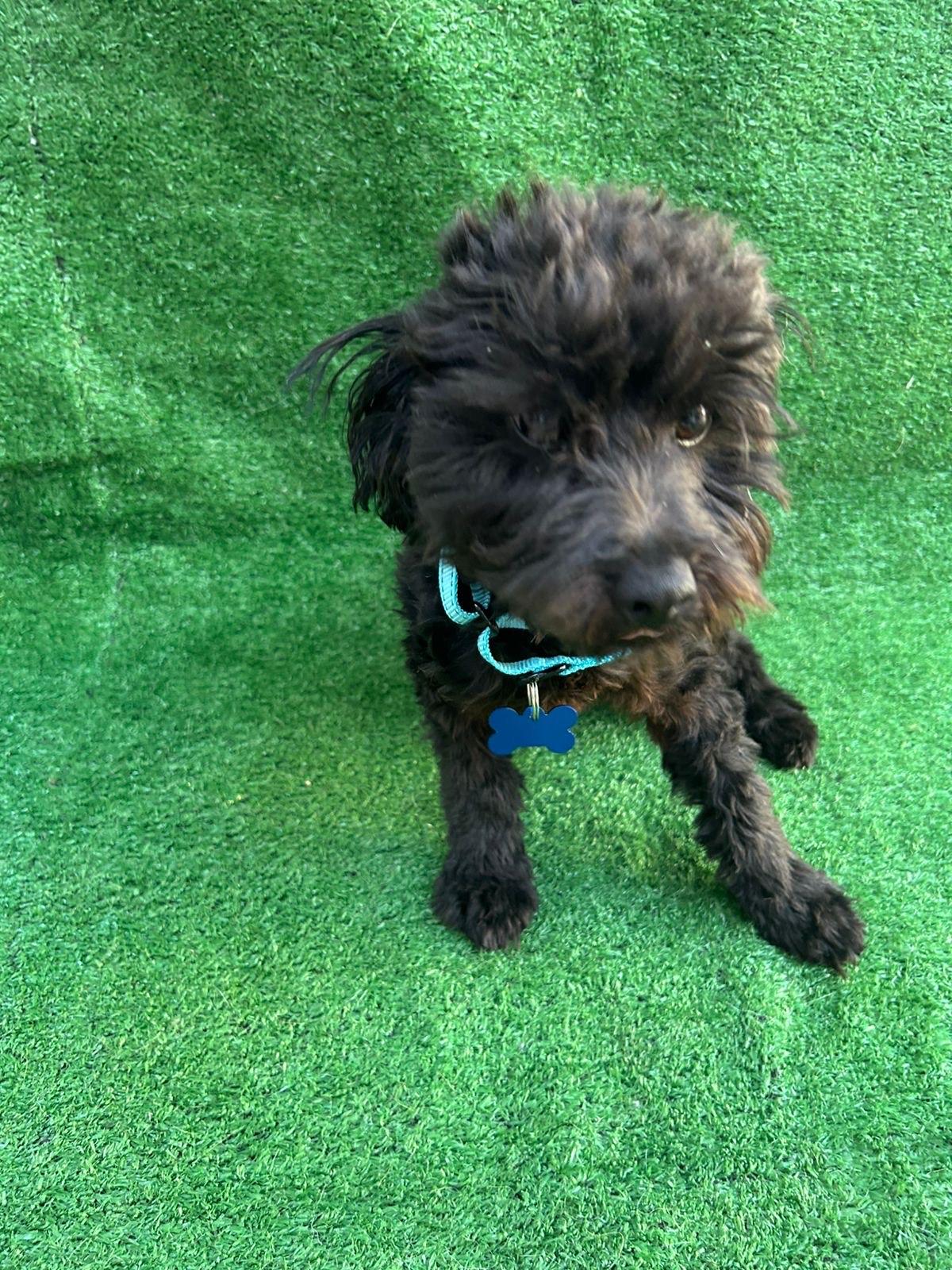 Lucky, Adopted, Young Male Maltipoo.