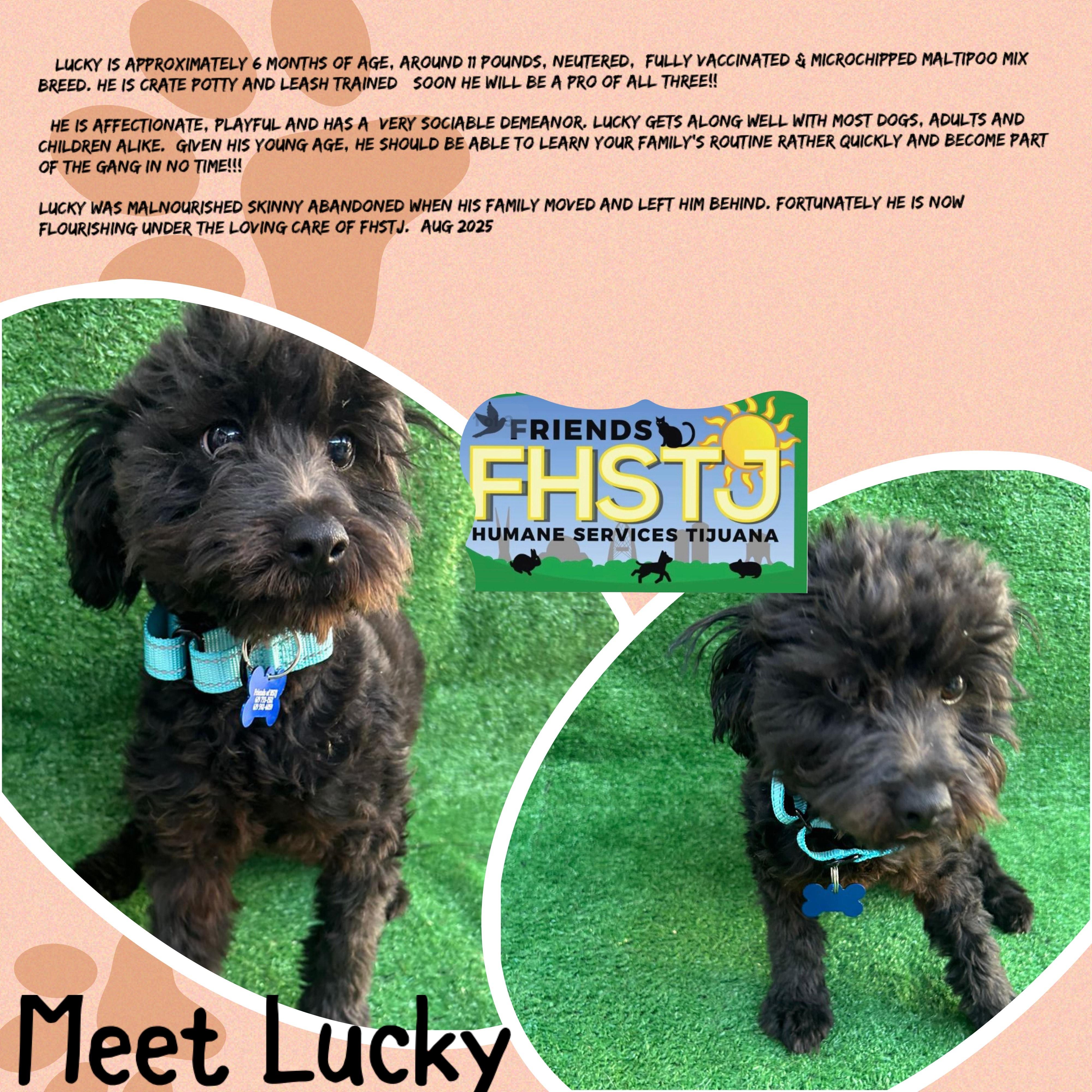 Lucky, a Adopted mixed breed in San Ysidro, CA image 2/5