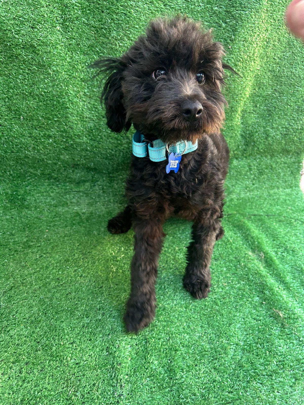 Lucky, a Adopted mixed breed in San Ysidro, CA image 3/5