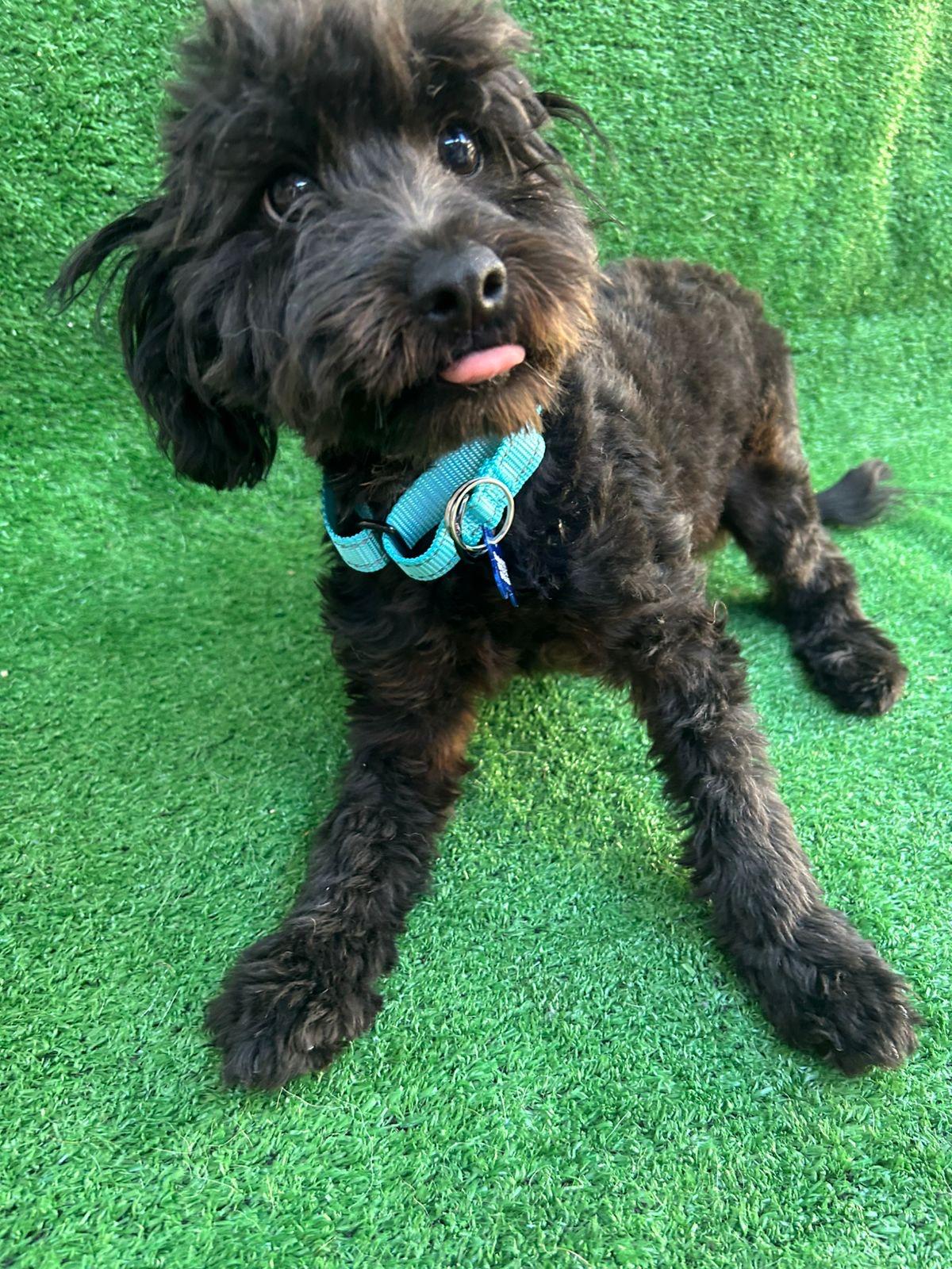 Lucky, a Adopted mixed breed in San Ysidro, CA image 4/5