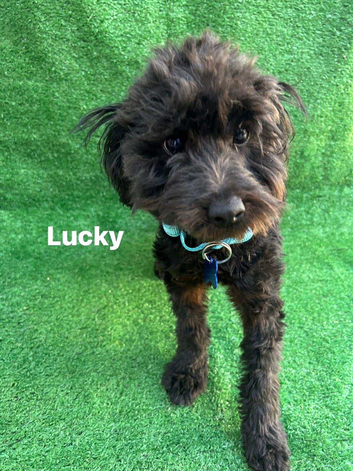 Lucky, a Adopted mixed breed in San Ysidro, CA image 5/5