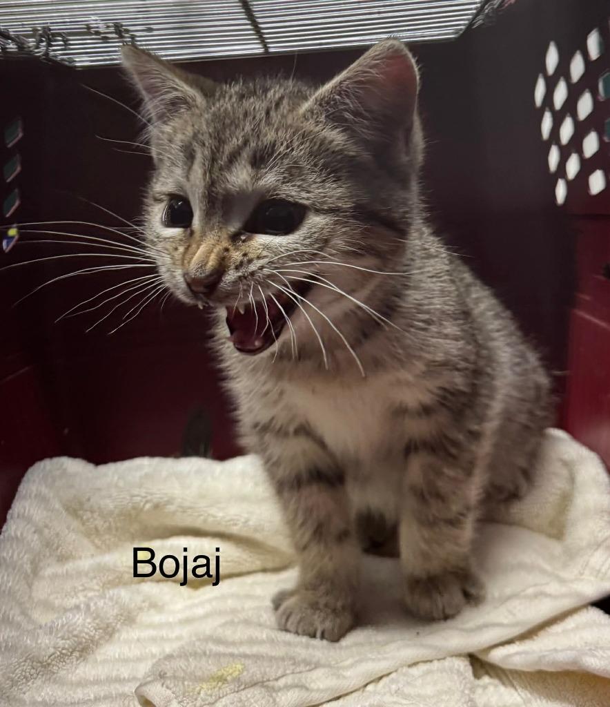 Bojaj, Adoptable, Kitten Female Domestic Short Hair.