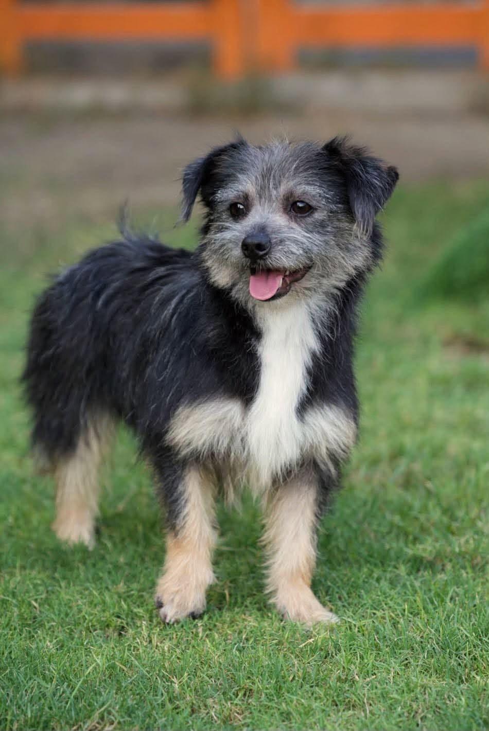 Enlarge Sassy, a Adoptable mixed breed in Bethel Park, PA image 3/5