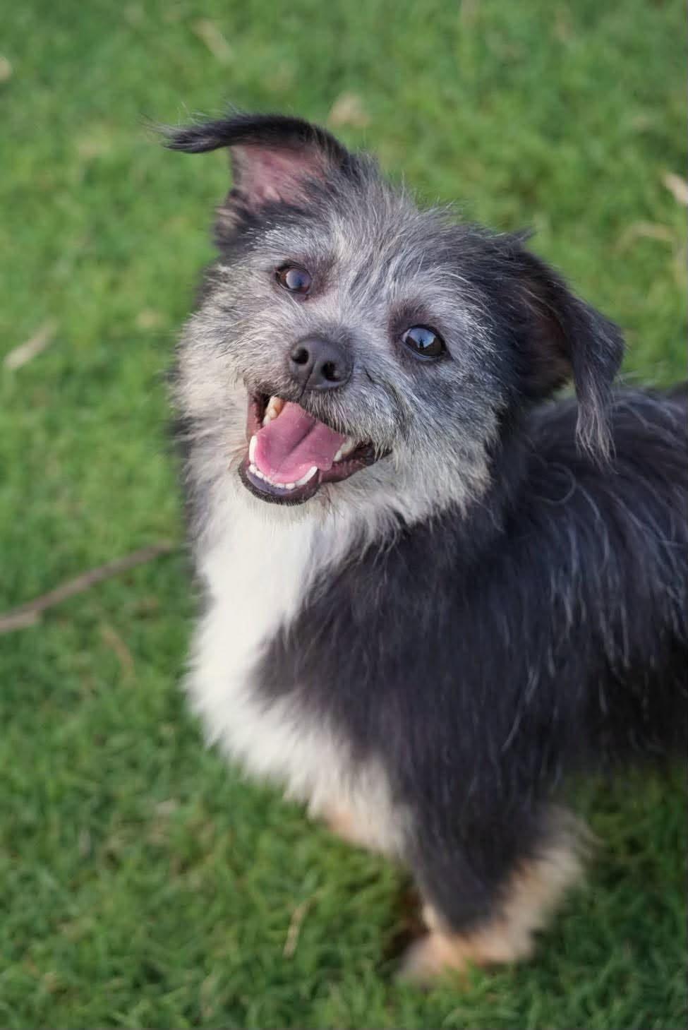 Enlarge Sassy, a Adoptable mixed breed in Bethel Park, PA image 1/5