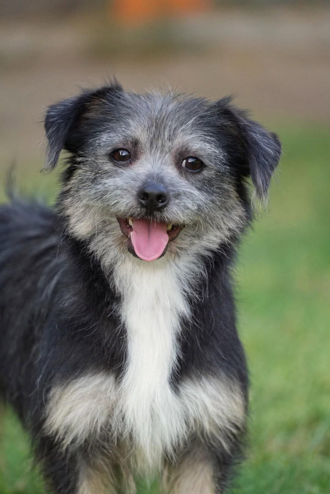 Enlarge Sassy, a Adoptable mixed breed in Bethel Park, PA image 4/5