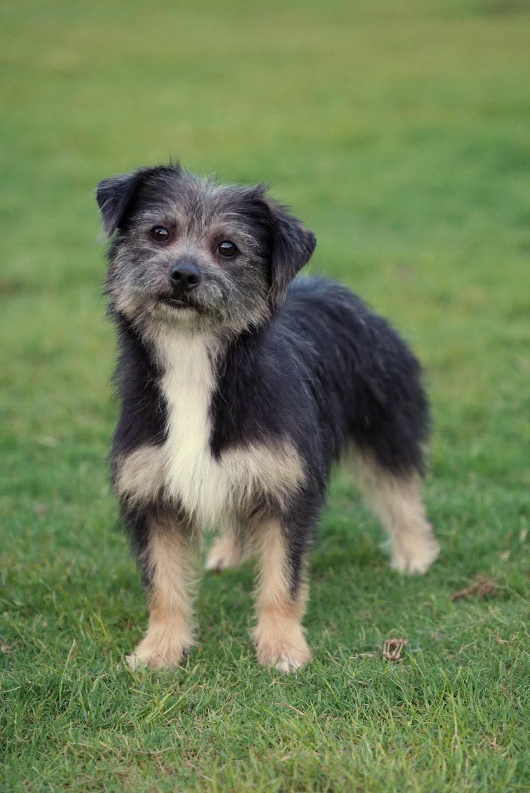 Enlarge Sassy, a Adoptable mixed breed in Bethel Park, PA image 5/5