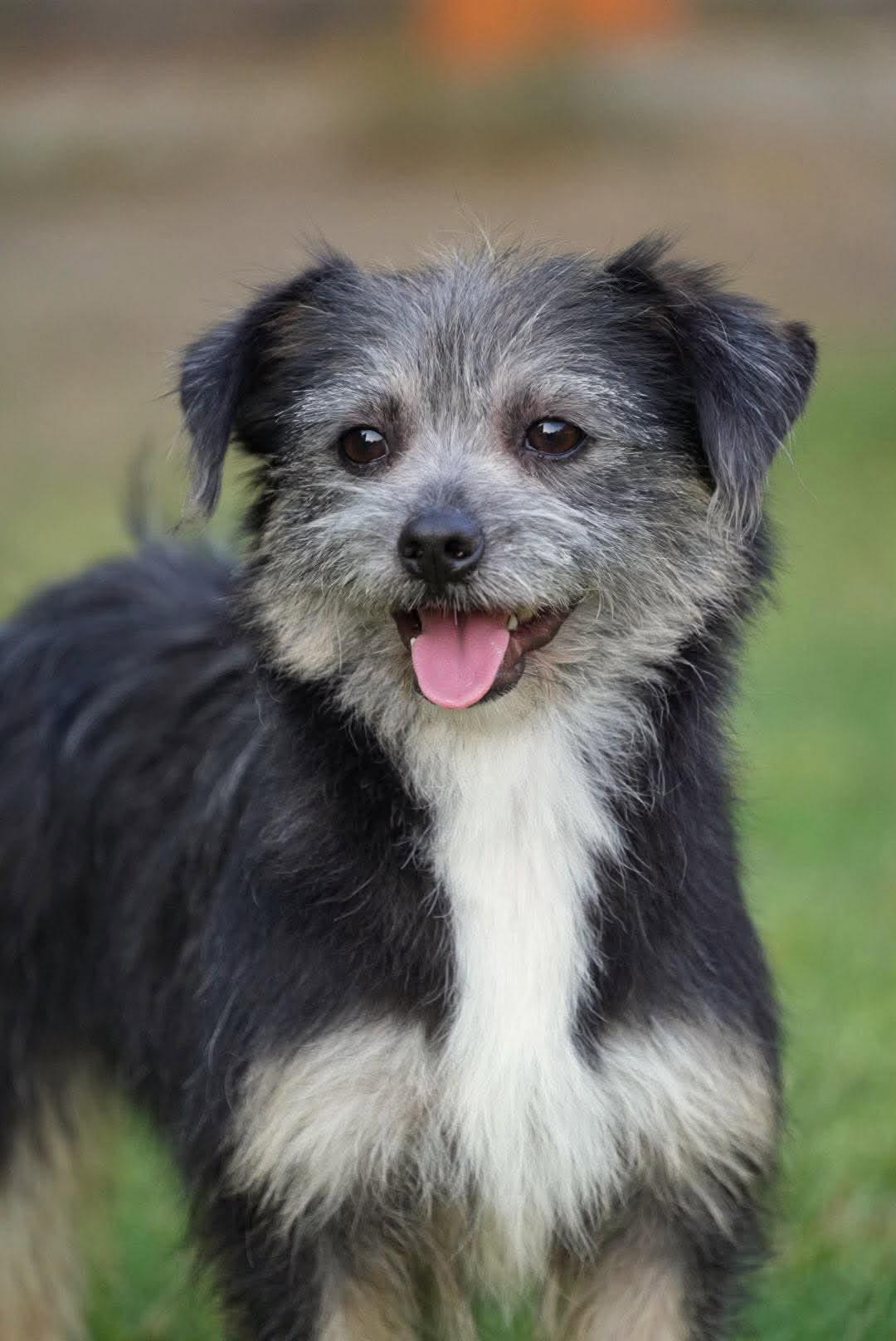 Enlarge Sassy, a Adoptable mixed breed in Bethel Park, PA image 2/5