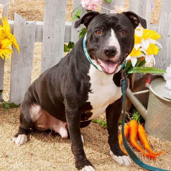 Enlarge Riley, a Adoptable mixed breed in Oklahoma City, OK image 3/6