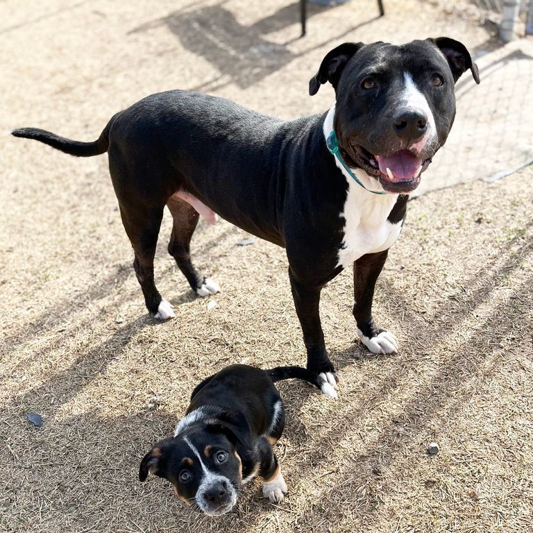 Enlarge Riley, a Adoptable mixed breed in Oklahoma City, OK image 1/6