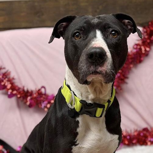 Enlarge Riley, a Adoptable mixed breed in Oklahoma City, OK image 2/6