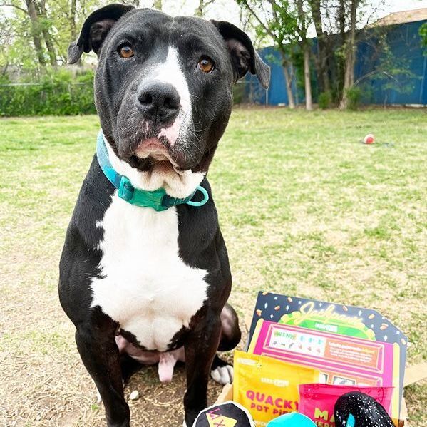 Enlarge Riley, a Adoptable mixed breed in Oklahoma City, OK image 5/6