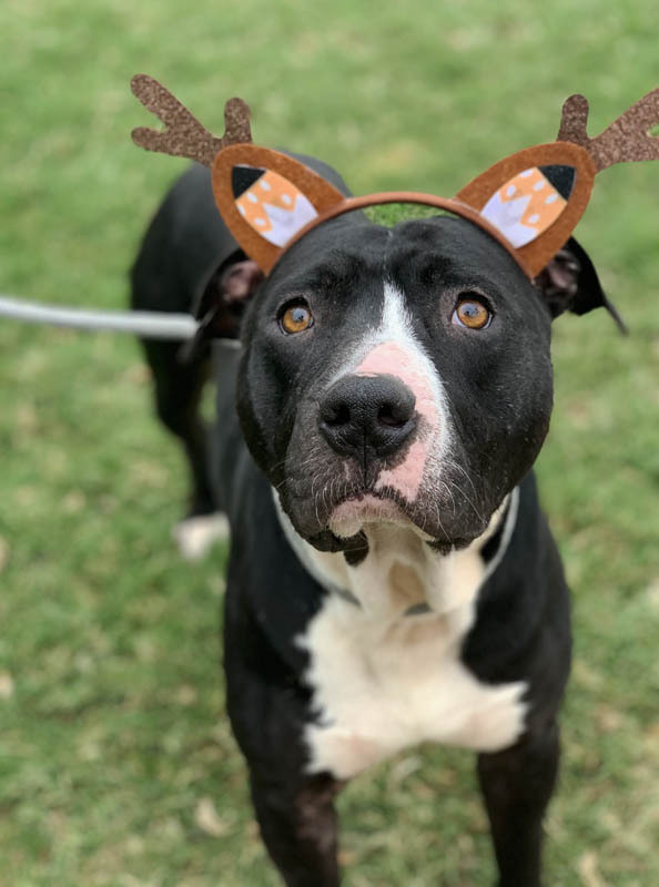 Enlarge Riley, a Adoptable mixed breed in Oklahoma City, OK image 6/6