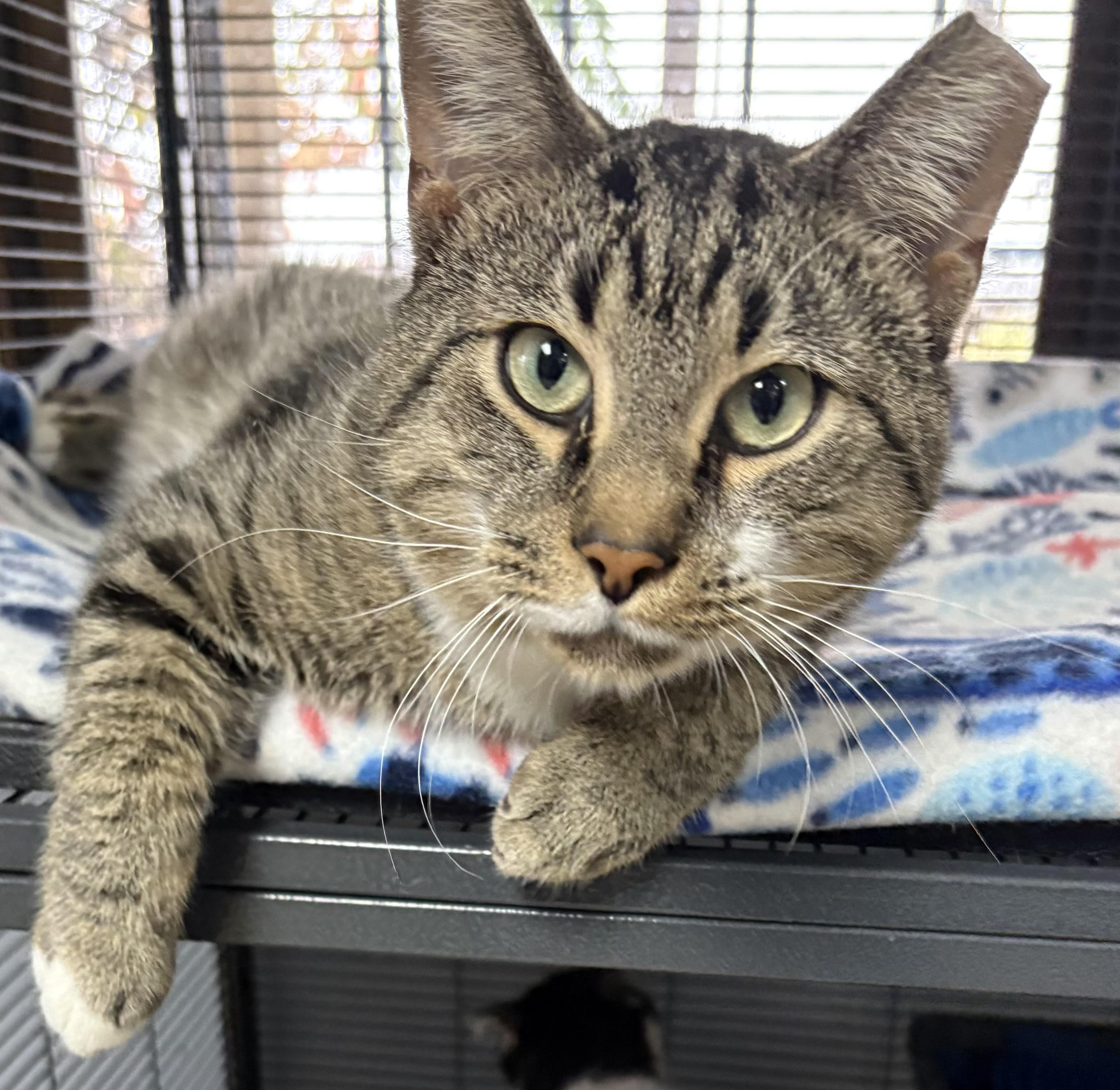 Farley — thumbnail 2