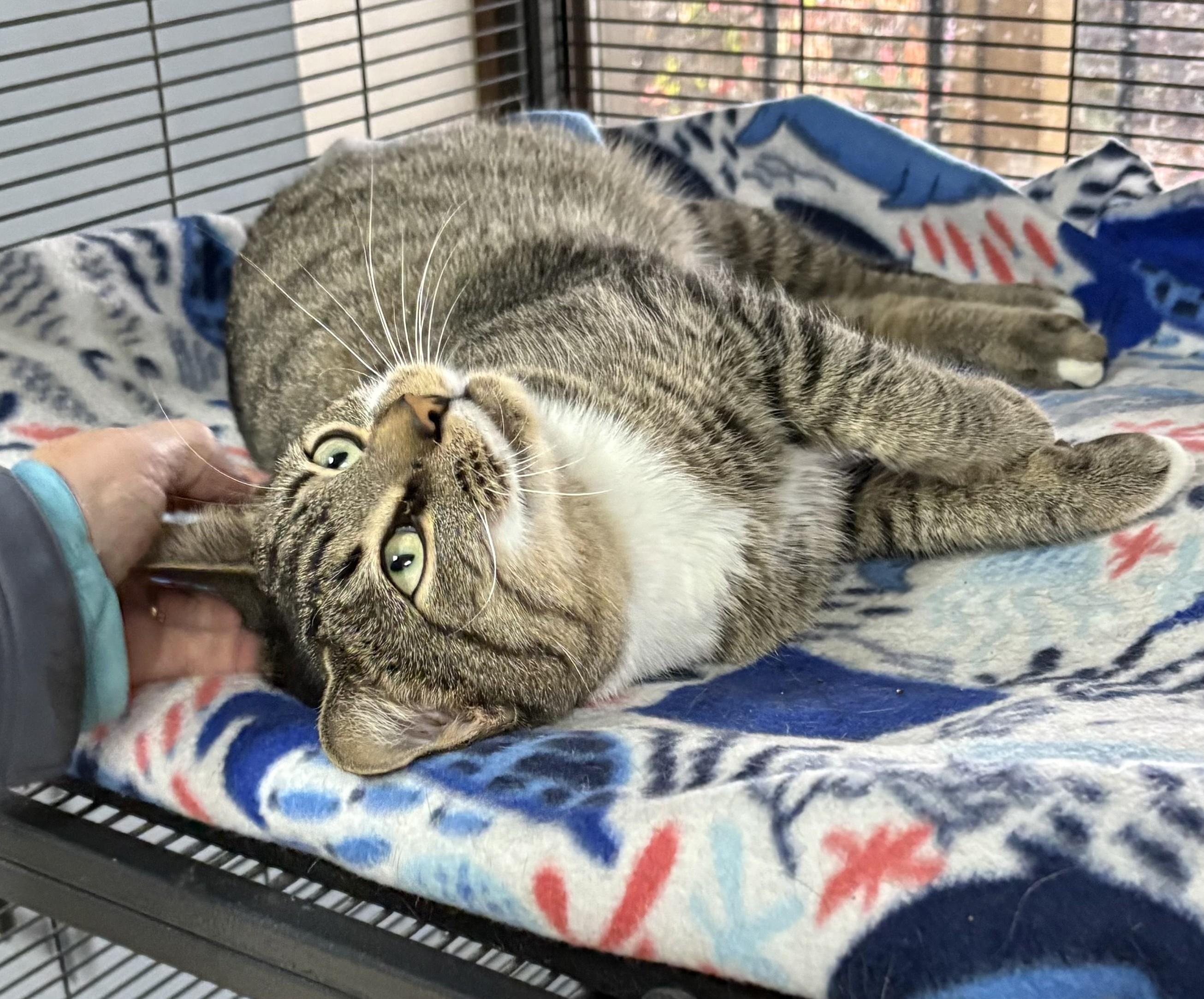 Farley — thumbnail 6