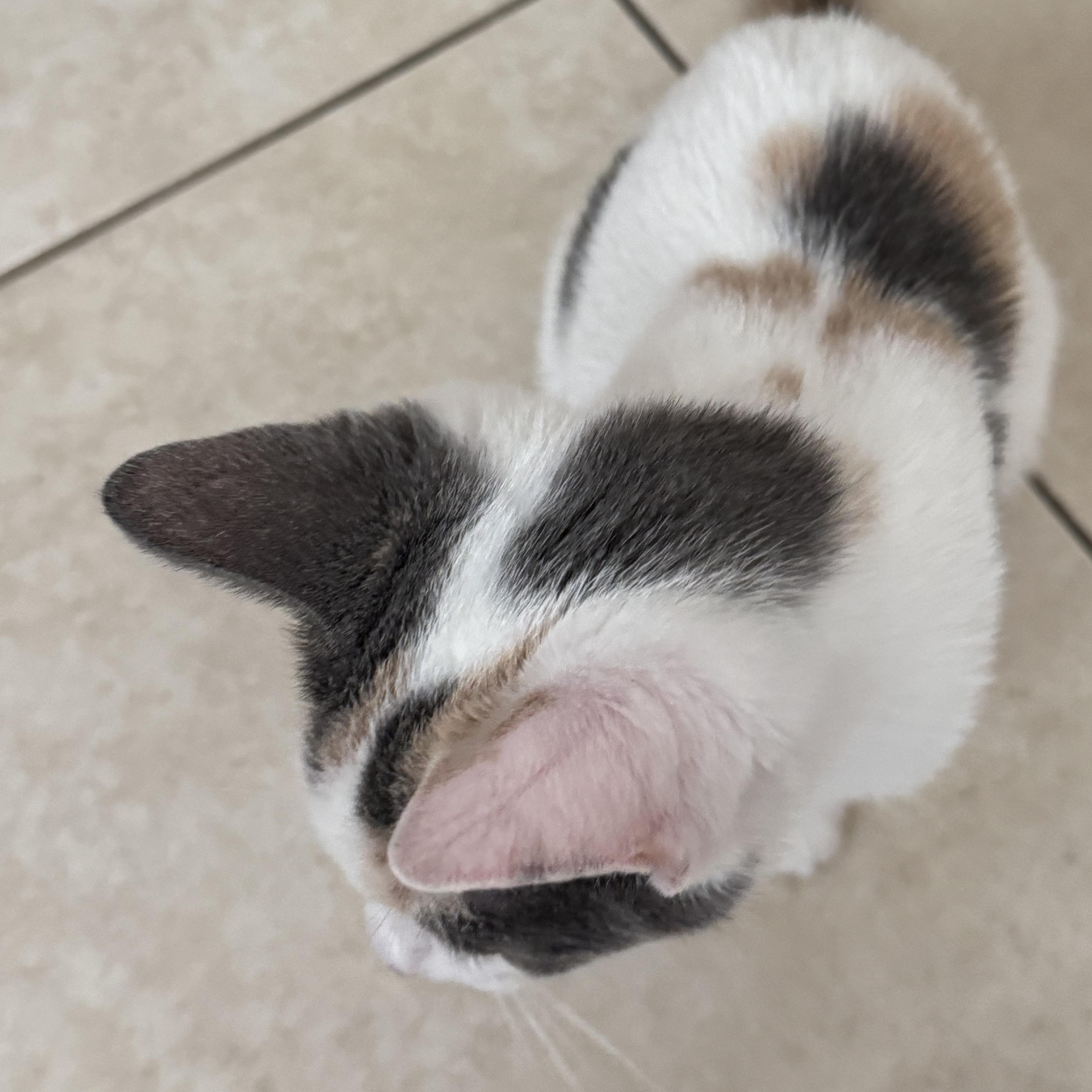 Enlarge Lady, a Adopted Domestic Short Hair in Orange, CA image 4/6