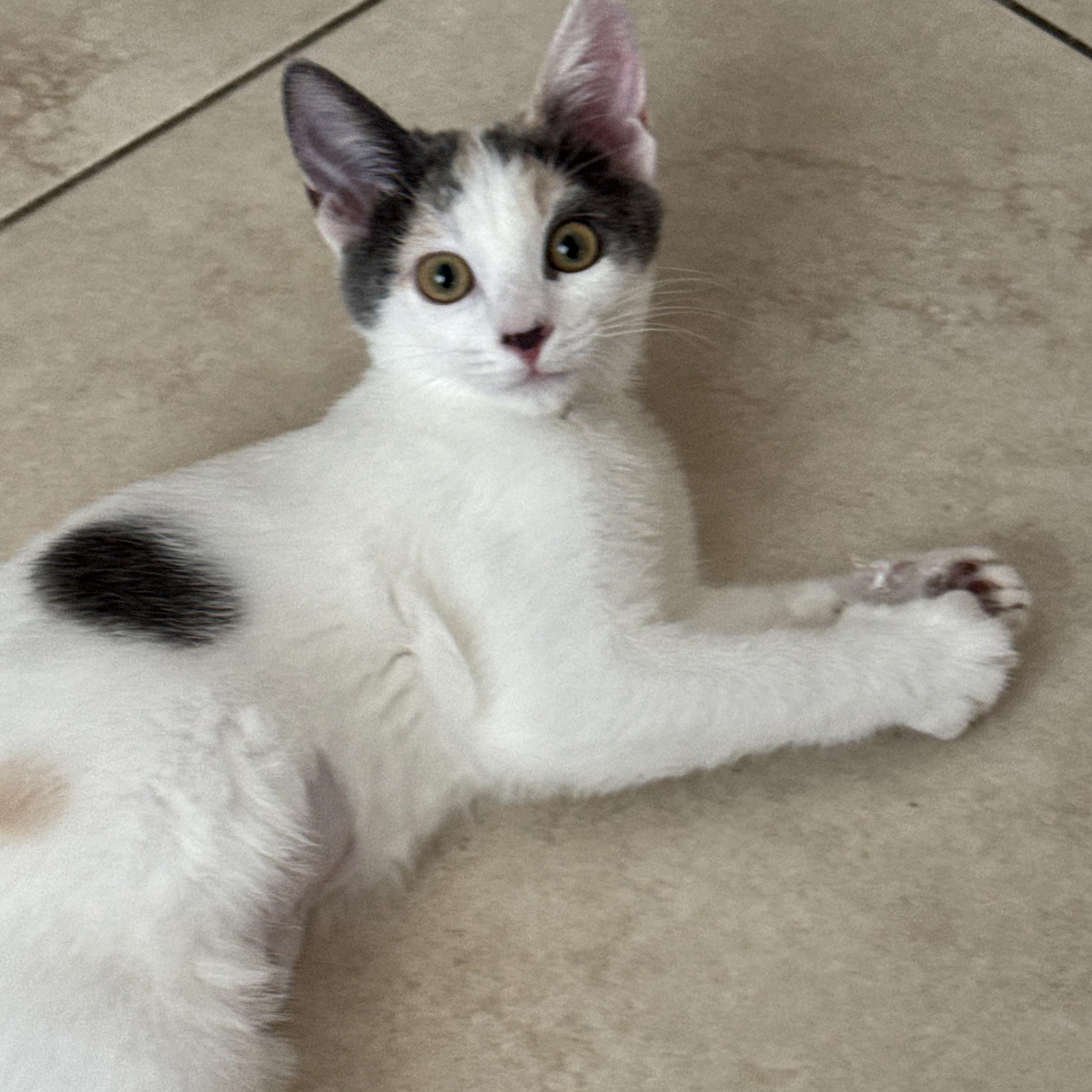 Enlarge Lady, a Adopted Domestic Short Hair in Orange, CA image 5/6