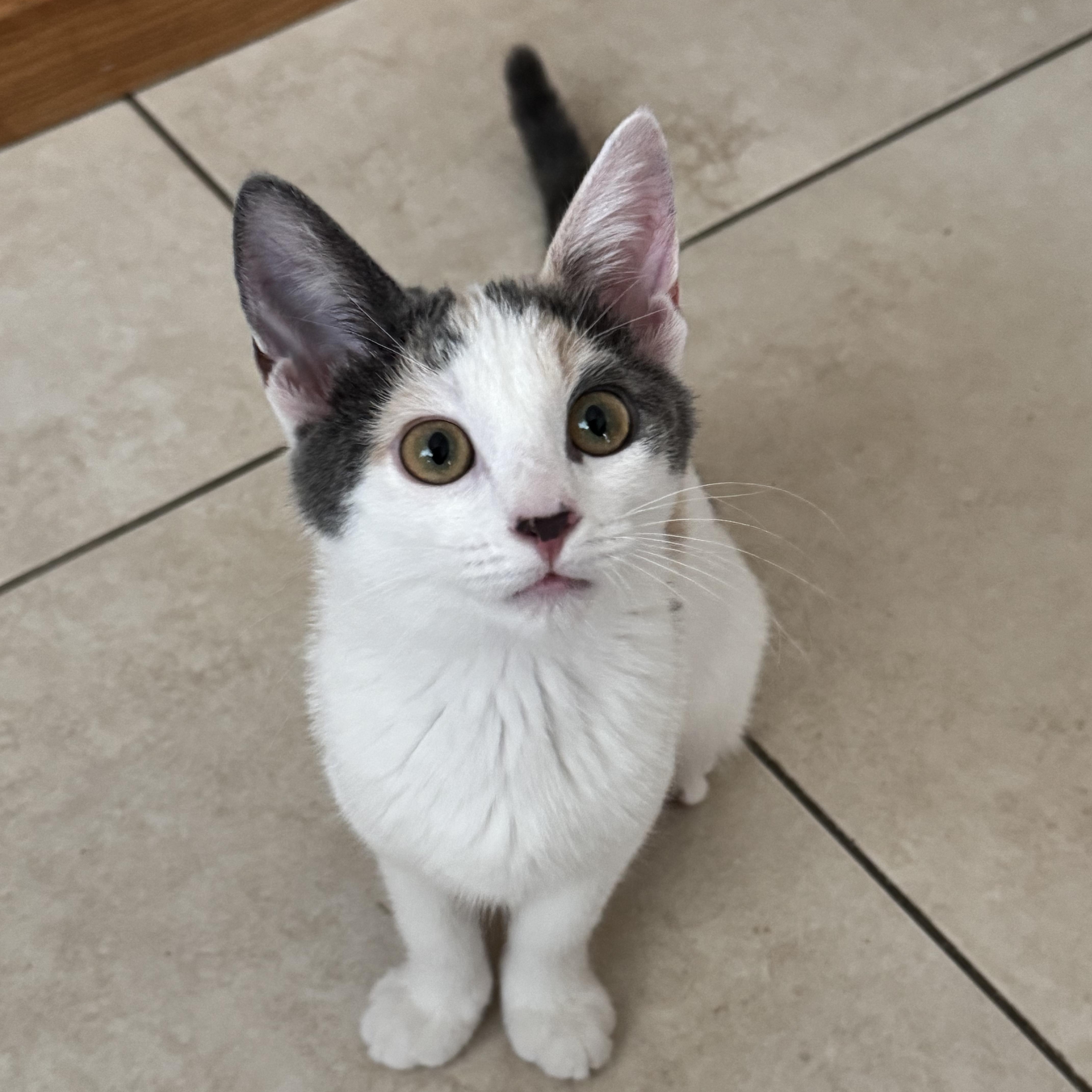 Enlarge Lady, a Adopted Domestic Short Hair in Orange, CA image 6/6
