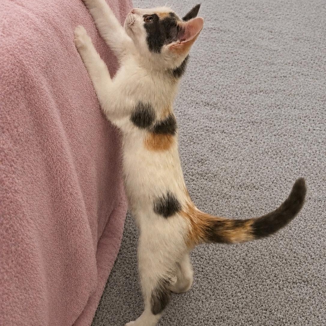 Enlarge Lady, a Adopted Domestic Short Hair in Orange, CA image 2/6