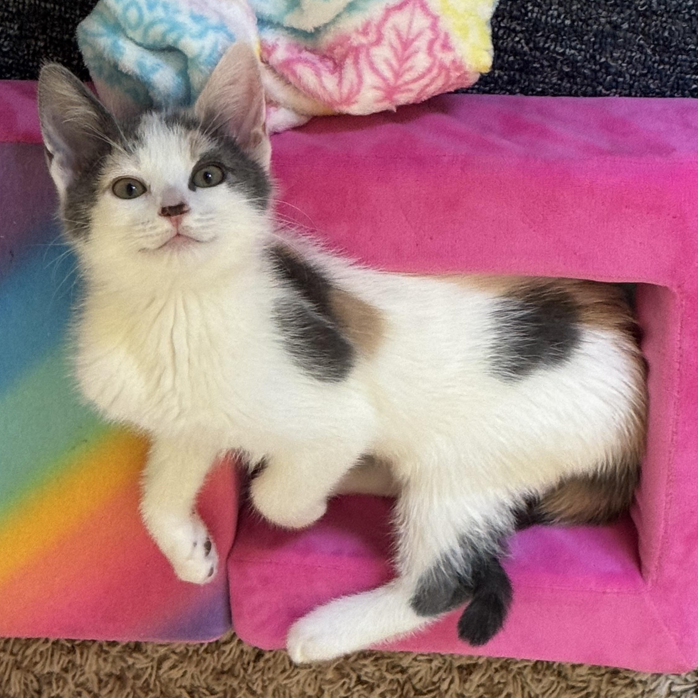 Enlarge Lady, a Adopted Domestic Short Hair in Orange, CA image 3/6