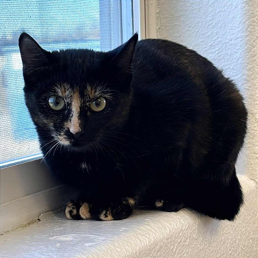 Enlarge Preakness, a Adoptable Domestic Short Hair in Sheridan, WY image 1/1