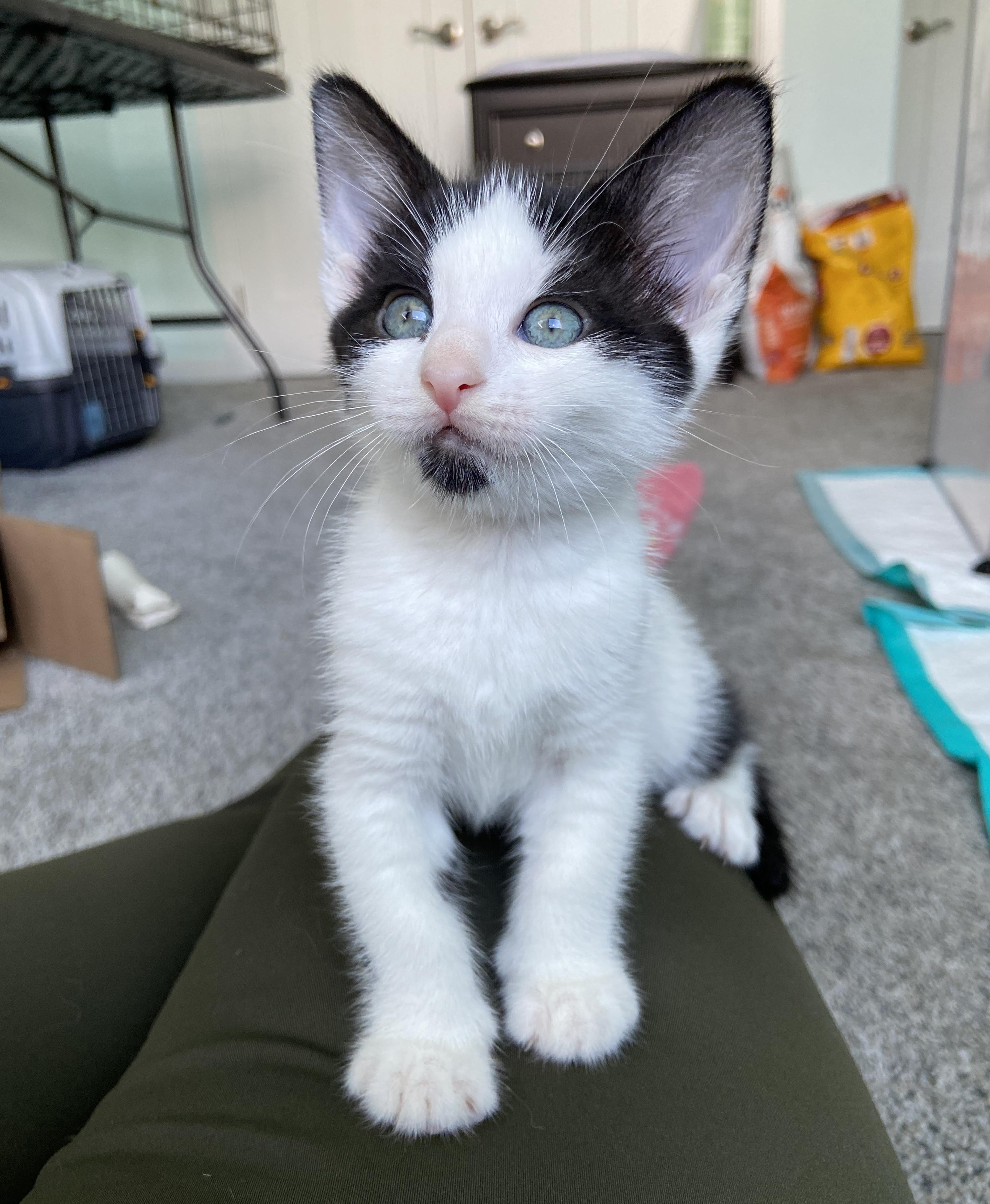 Megaera (bonded with Hypnos), Adoptable, Young Female Domestic Short Hair.