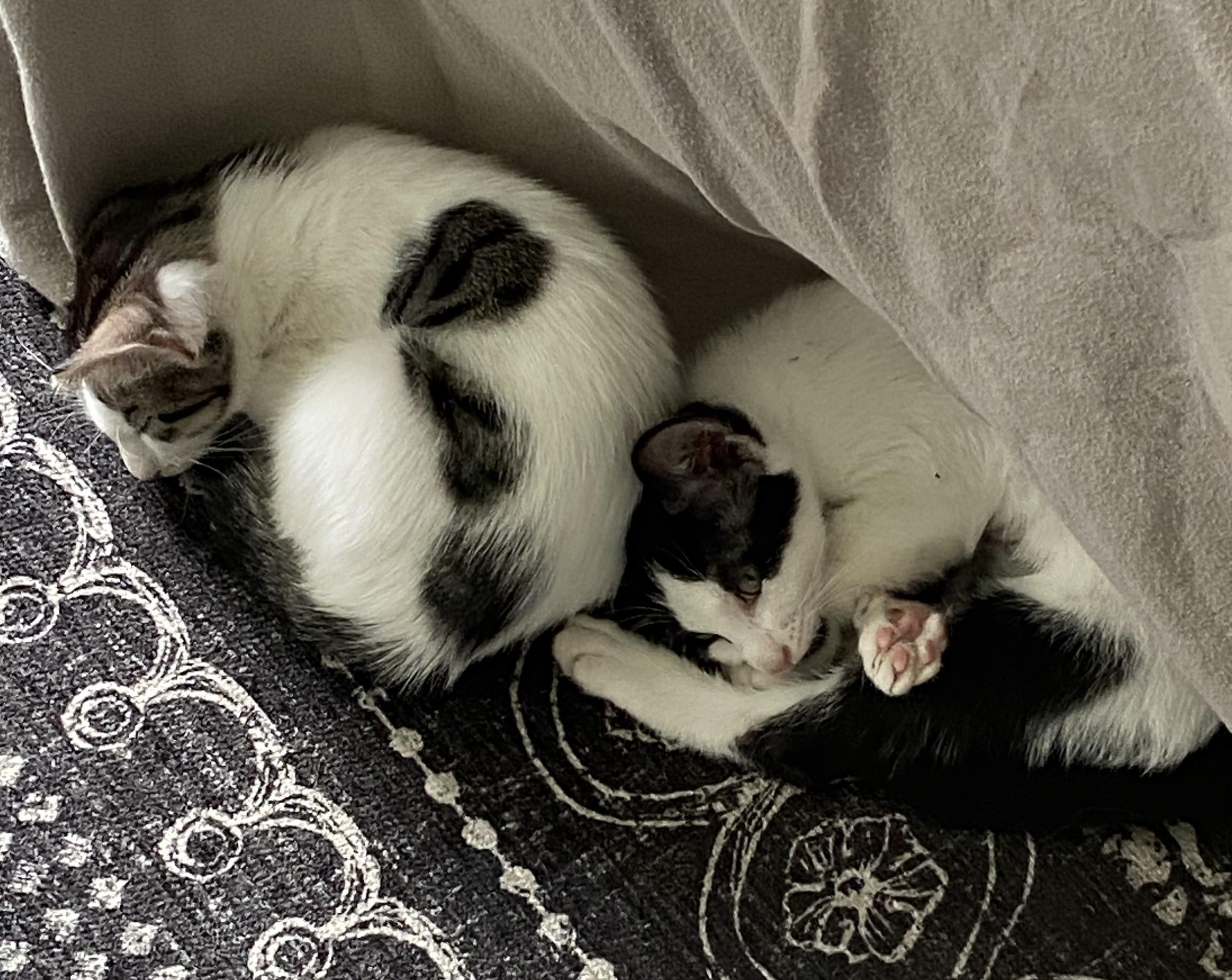 Megaera (bonded with Hypnos), a Adoptable Domestic Short Hair in Silverton, OR image 2/4