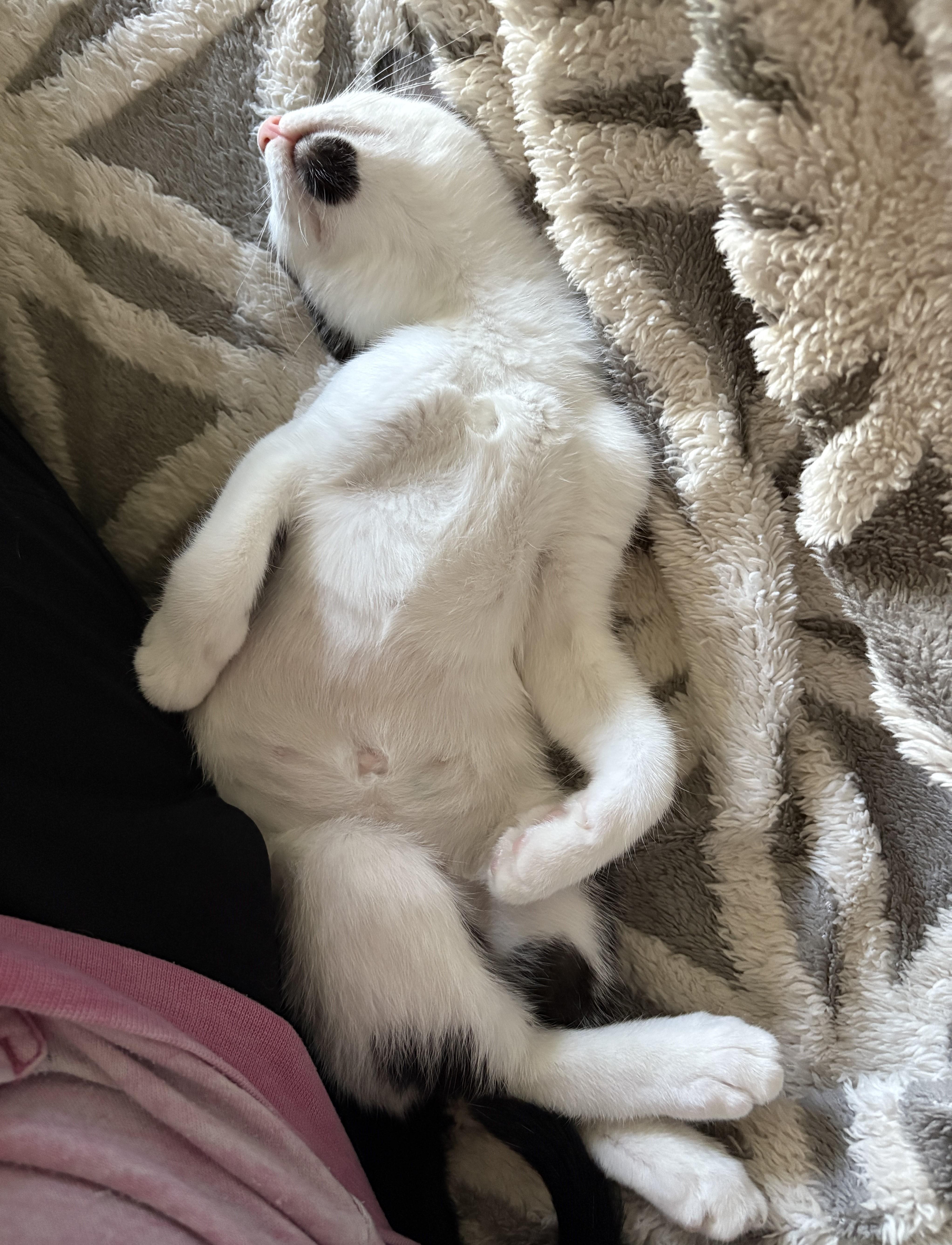 Megaera (bonded with Hypnos), a Adoptable Domestic Short Hair in Silverton, OR image 3/4