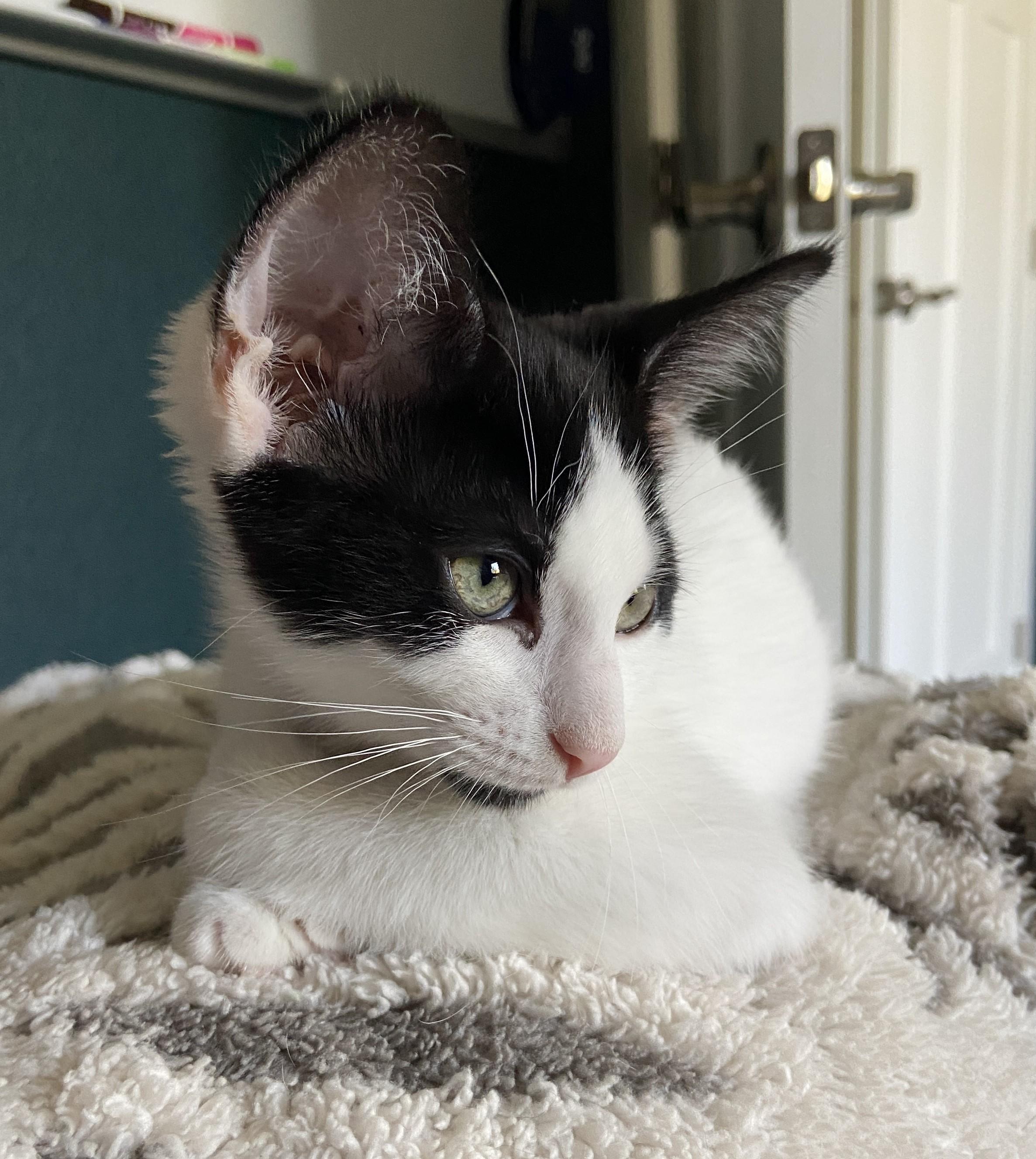 Megaera (bonded with Hypnos), a Adoptable Domestic Short Hair in Silverton, OR image 4/4
