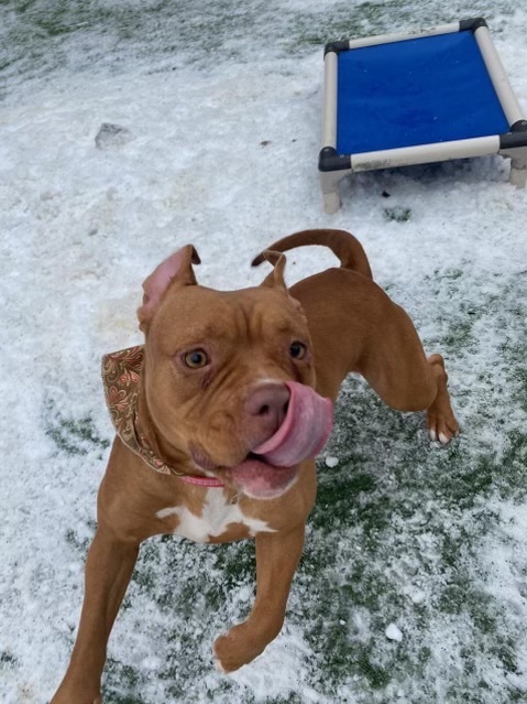 Sister, Adopted, Young Female American Staffordshire Terrier.