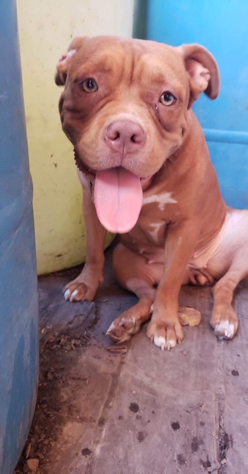 Sister, a Adopted American Staffordshire Terrier in Lakeway, TX image 2/5