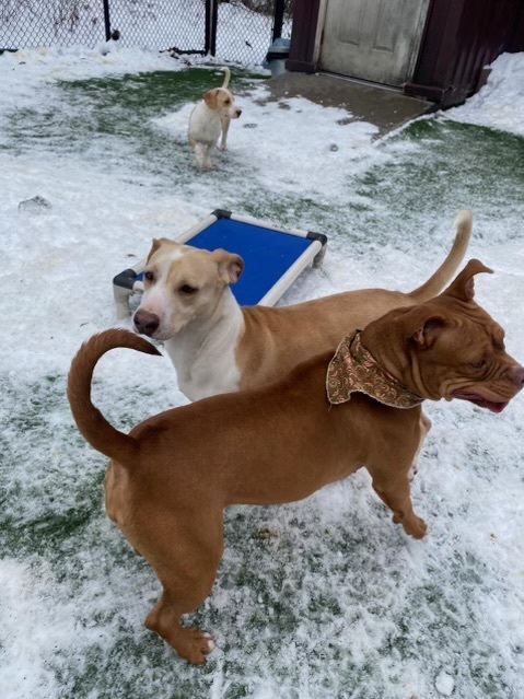 Sister, a Adopted American Staffordshire Terrier in Lakeway, TX image 3/5