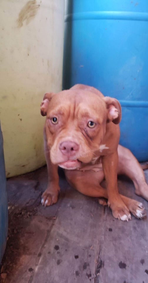 Sister, a Adopted American Staffordshire Terrier in Lakeway, TX image 4/5