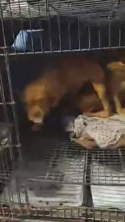 Enlarge Sister, a Adopted American Staffordshire Terrier in Lakeway, TX video 5/5