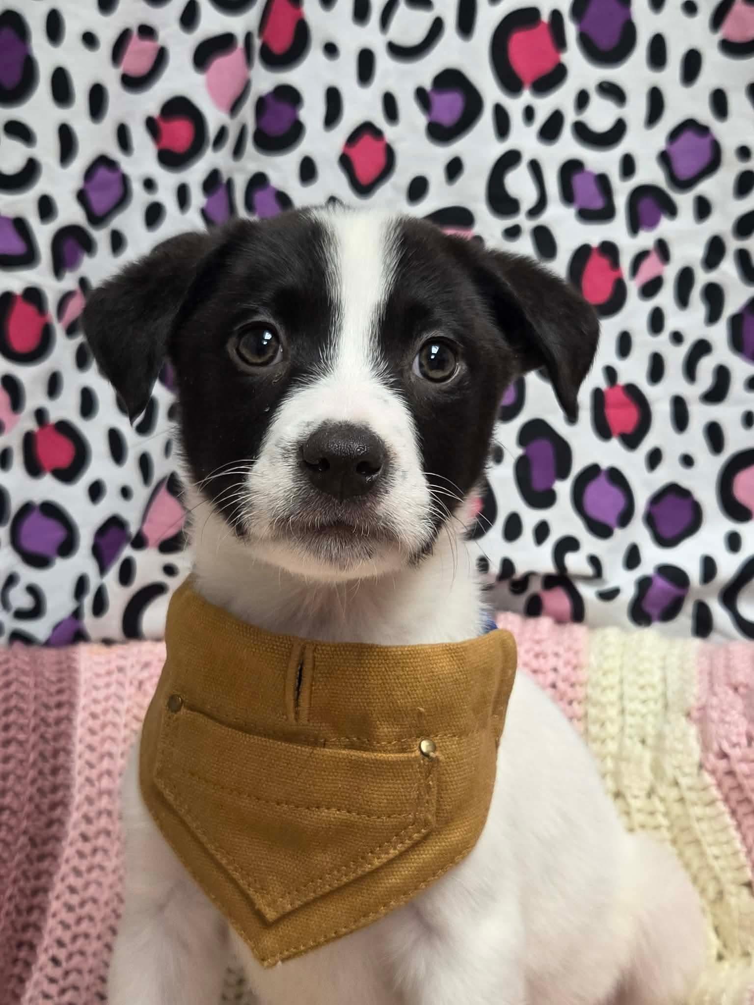 Enlarge Colby the lab mix puppy, a Adoptable mixed breed in Muskego, WI image 4/6